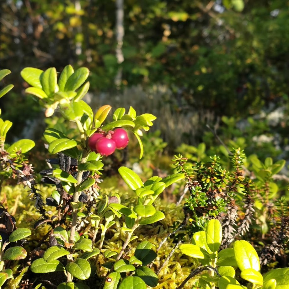 puolukka